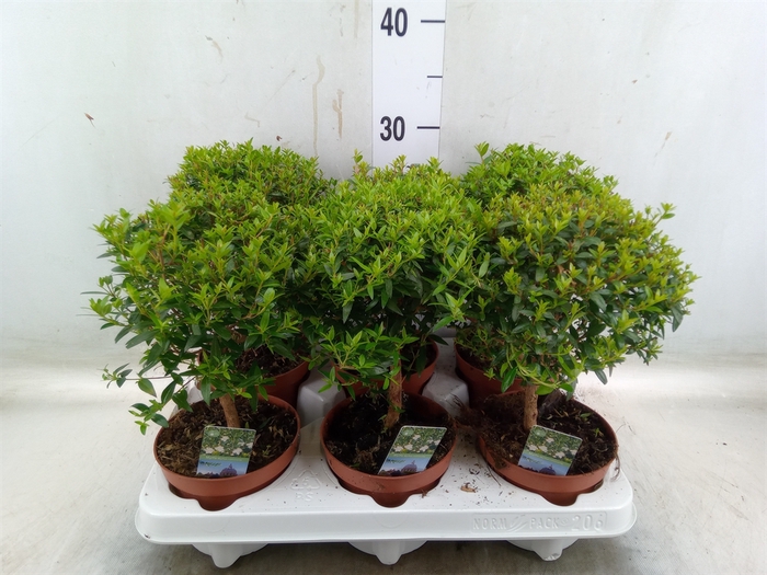 <h4>Myrtus communis</h4>