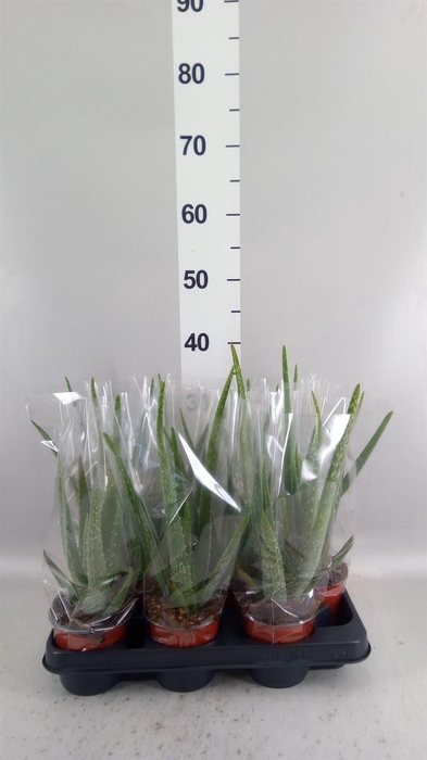 <h4>Aloe vera</h4>