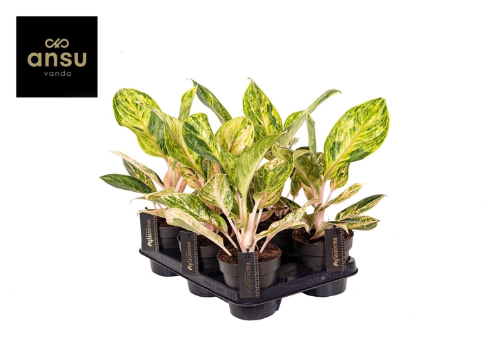 <h4>Aglaonema Peach Pearl</h4>