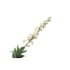 Digitalis White