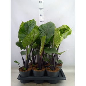 Alocasia  'Black Cobra'