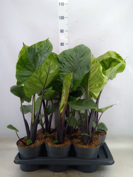 <h4>Alocasia  'Black Cobra'</h4>