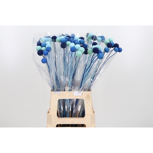 Craspedia Kl Bh Blue Lagoon Mix