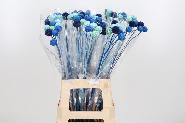 <h4>Craspedia Kl Bh Blue Lagoon Mix</h4>