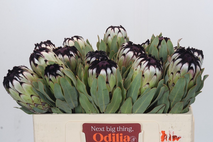 <h4>Protea Niobe</h4>