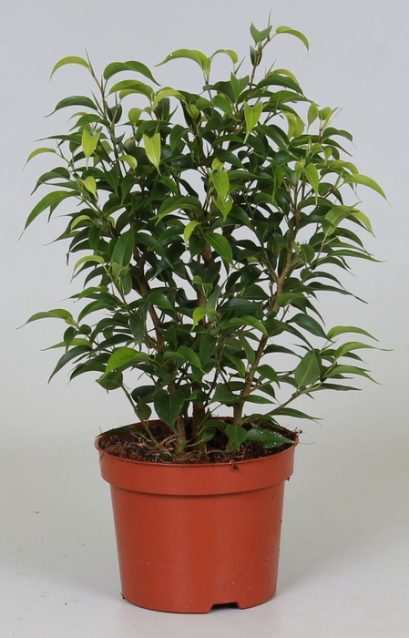 <h4>Ficus Natasja</h4>