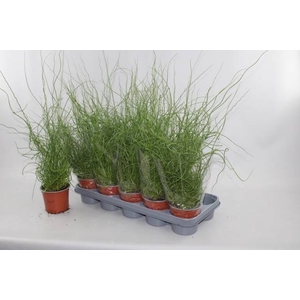 JUNCUS EF SPIRALIS