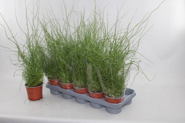 <h4>JUNCUS EF SPIRALIS</h4>