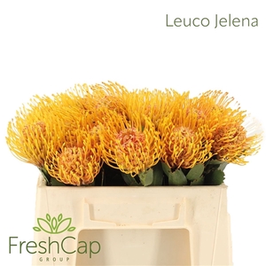 Leuco Jelena