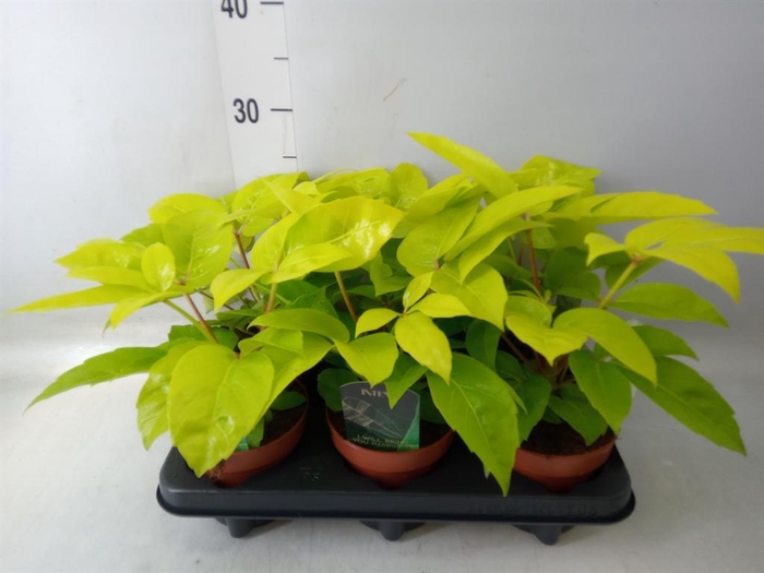 <h4>Schefflera actin.</h4>