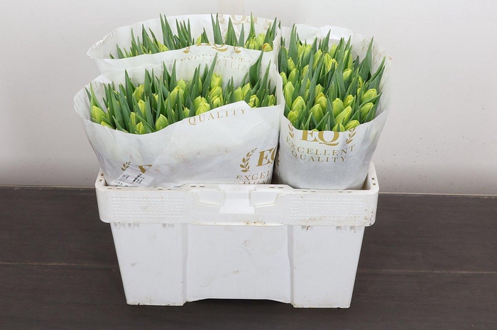 <h4>Tu Du Icoon</h4>