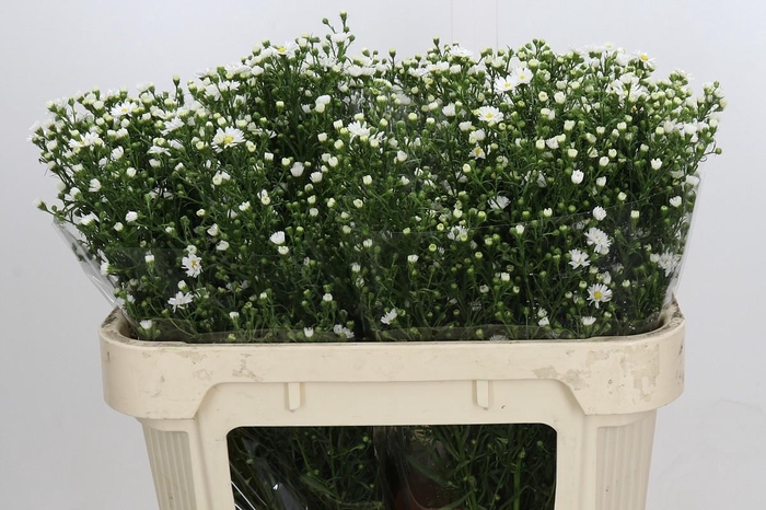 <h4>Aster Paquita</h4>