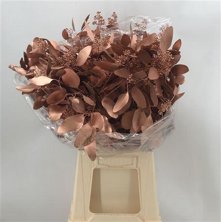 <h4>Col Pop Bes Copper</h4>