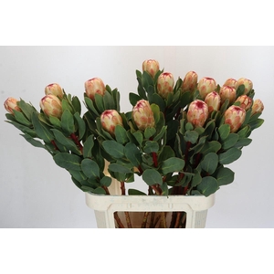 Protea Grandicolor