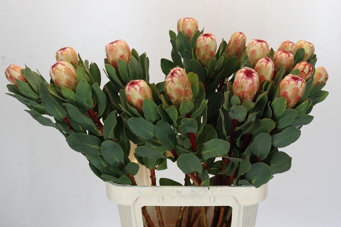 Protea Grandicolor