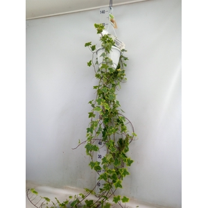 Hedera helix 'Goldchild'