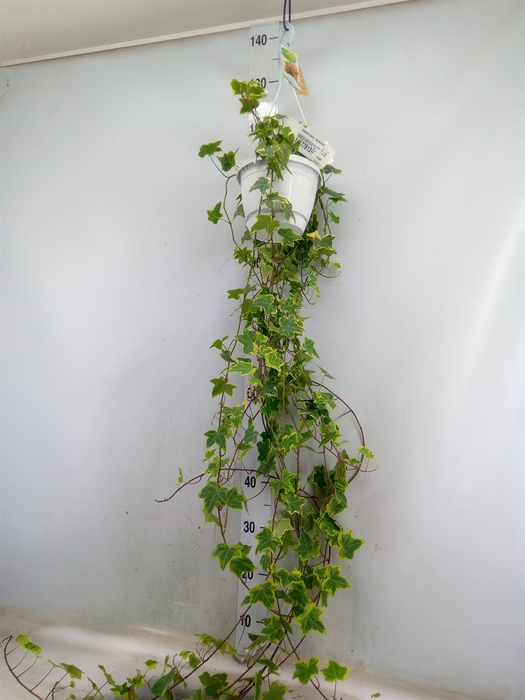 <h4>Hedera helix 'Goldchild'</h4>