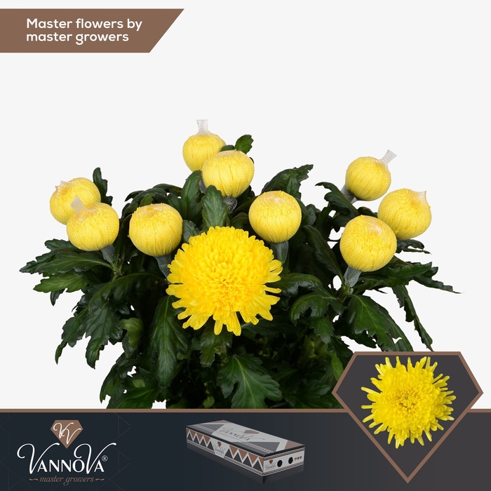 <h4>Chrysanten Chr G Pjotr</h4>
