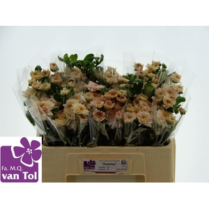 CHR TR GOMPIE ROSE 35 GR.