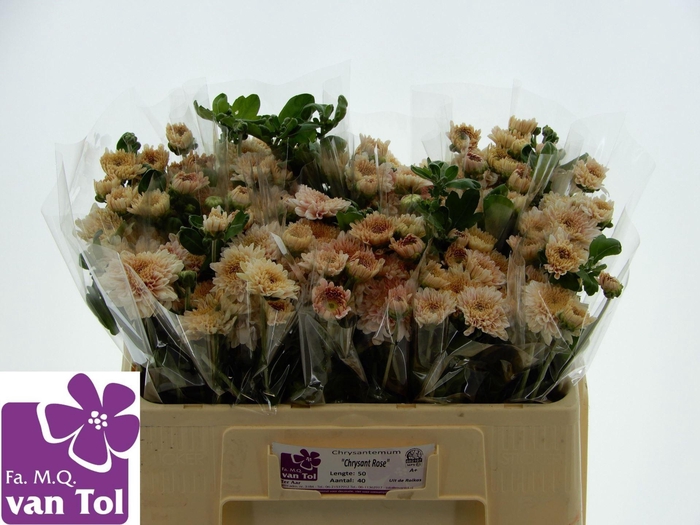 <h4>CHR TR GOMPIE ROSE 35 GR.</h4>