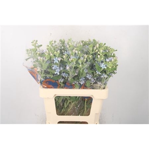 Oxypetalum Tan Pur Blue