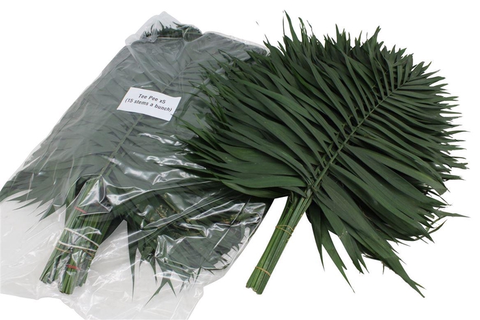 <h4>Chico Teepee V P X5</h4>