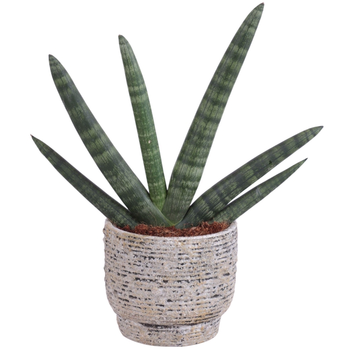<h4>Sansevieria Cylindrica Handshake in Ø14cm Ceramic NT567</h4>