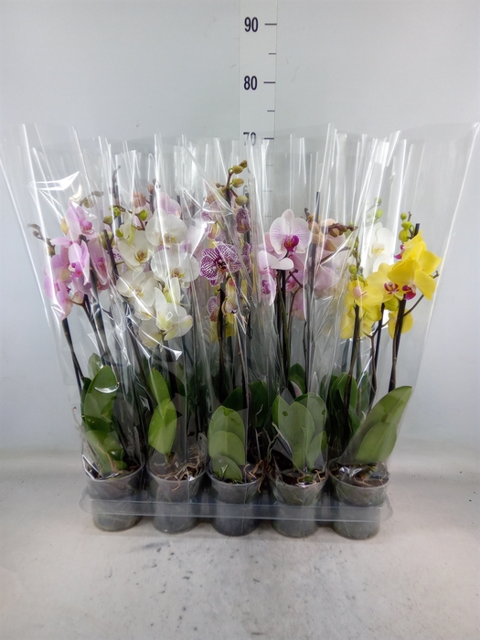 <h4>Phalaenopsis   ...mix  5</h4>