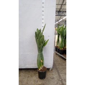 Strelitzia reg.