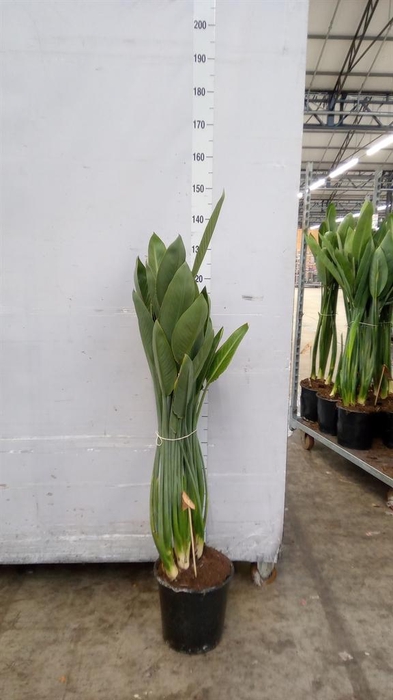 <h4>Strelitzia reg.</h4>