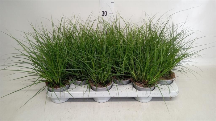 <h4>Carex brunnea</h4>