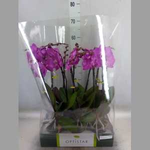 Phalaenopsis   ...lilac