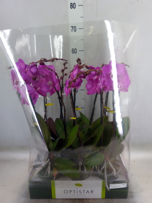 <h4>Phalaenopsis   ...lilac</h4>