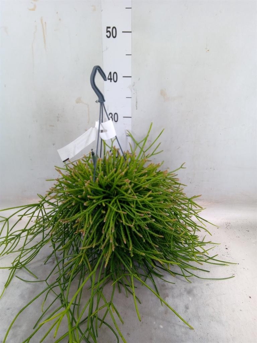 <h4>Rhipsalis pulchra</h4>