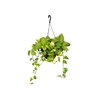 JIBOIA VERDE C21 PENDENTE