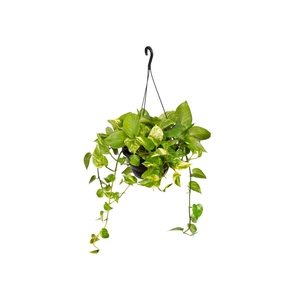 JIBOIA VERDE C21 PENDENTE