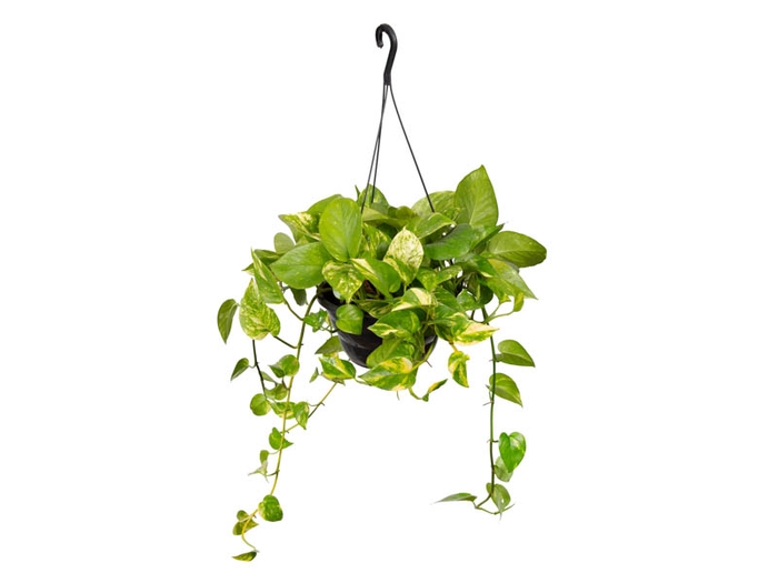 <h4>JIBOIA VERDE C21 PENDENTE</h4>