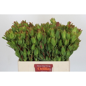 Leucadendron Mountain Rose Spray