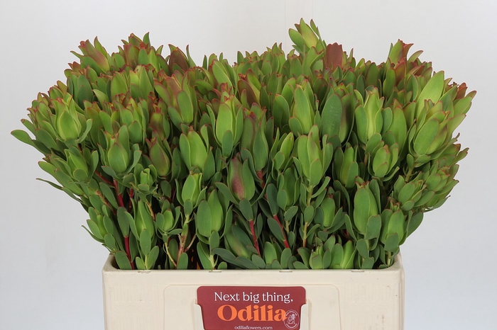 <h4>Leucadendron Mountain Rose Spray</h4>