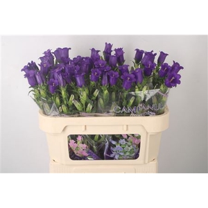 Campanula Med Champ Blue