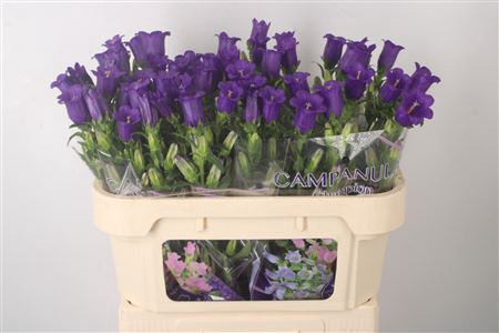 <h4>Campanula Med Champ Blue</h4>