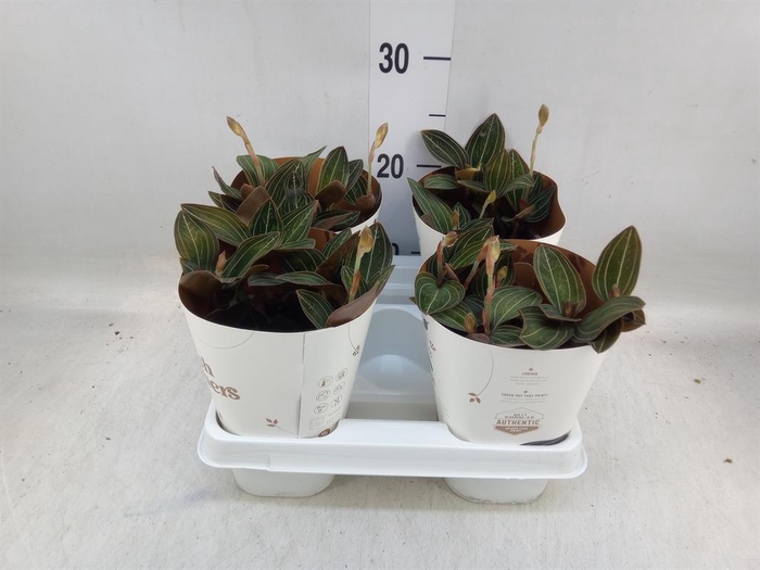 <h4>Ludisia discolor</h4>