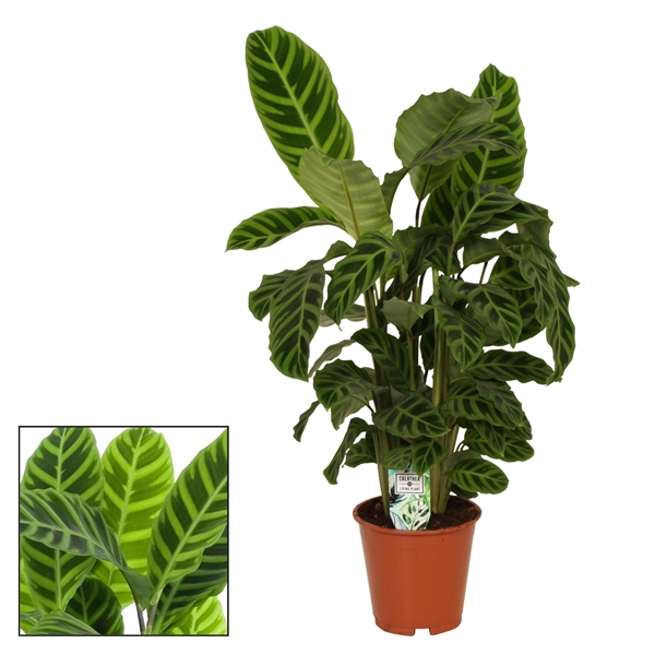 <h4>Calathea 19cm Zebrina</h4>