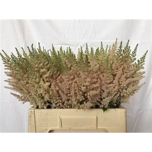 Astilbe C Vi Inferno