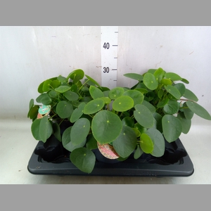 Pilea peperomoides