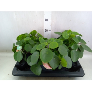 Pilea peperomoides