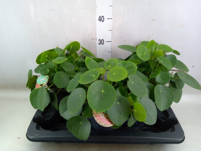<h4>Pilea peperomoides</h4>