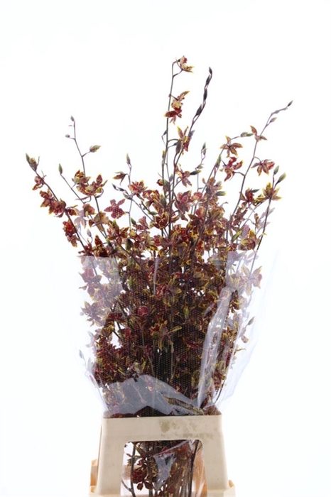 <h4>Oncidium Wild Cat L</h4>