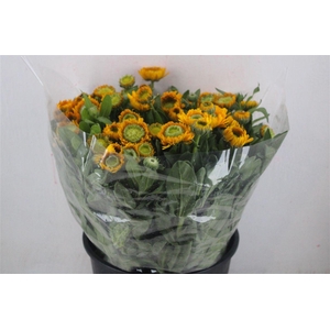 Calendula Yellow Extra P Stem