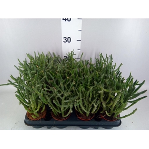 Euphorbia tirucalli